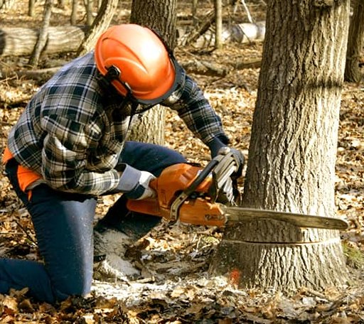 Tree Removal in New Germantown, PA